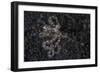 An Unidentified Octopus on a Black Sand Seafloor-Stocktrek Images-Framed Photographic Print