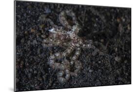 An Unidentified Octopus on a Black Sand Seafloor-Stocktrek Images-Mounted Photographic Print