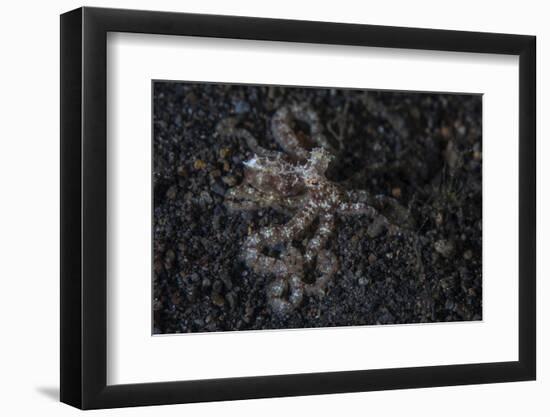 An Unidentified Octopus on a Black Sand Seafloor-Stocktrek Images-Framed Photographic Print