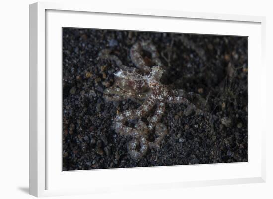 An Unidentified Octopus on a Black Sand Seafloor-Stocktrek Images-Framed Photographic Print