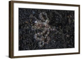 An Unidentified Octopus on a Black Sand Seafloor-Stocktrek Images-Framed Photographic Print