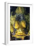An Unidentified Scorpionfish Mimics a Yellow Sponge with its Coloration-Stocktrek Images-Framed Photographic Print