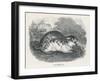 An Unidentified Type of Lemming-null-Framed Art Print