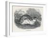 An Unidentified Type of Lemming-null-Framed Art Print