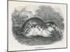 An Unidentified Type of Lemming-null-Mounted Art Print