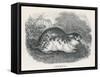 An Unidentified Type of Lemming-null-Framed Stretched Canvas