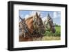 An Unmatched Team of Draft Horses in Harness on the Farm.-onepony-Framed Photographic Print