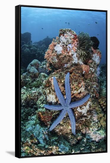 An Unusual Sea Star Clings to a Diverse Reef Near the Island of Bangka-Stocktrek Images-Framed Stretched Canvas