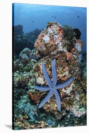 An Unusual Sea Star Clings to a Diverse Reef Near the Island of Bangka-Stocktrek Images-Stretched Canvas
