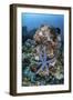 An Unusual Sea Star Clings to a Diverse Reef Near the Island of Bangka-Stocktrek Images-Framed Photographic Print