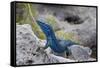 An Unusually Blue Male Ibiza Wall Lizard from the Island of Espartar-Day's Edge Productions-Framed Stretched Canvas
