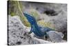 An Unusually Blue Male Ibiza Wall Lizard from the Island of Espartar-Day's Edge Productions-Stretched Canvas