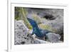 An Unusually Blue Male Ibiza Wall Lizard from the Island of Espartar-Day's Edge Productions-Framed Photographic Print