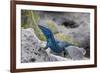 An Unusually Blue Male Ibiza Wall Lizard from the Island of Espartar-Day's Edge Productions-Framed Photographic Print