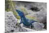 An Unusually Blue Male Ibiza Wall Lizard from the Island of Espartar-Day's Edge Productions-Mounted Photographic Print