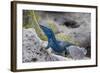 An Unusually Blue Male Ibiza Wall Lizard from the Island of Espartar-Day's Edge Productions-Framed Photographic Print