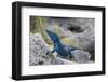 An Unusually Blue Male Ibiza Wall Lizard from the Island of Espartar-Day's Edge Productions-Framed Photographic Print