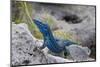 An Unusually Blue Male Ibiza Wall Lizard from the Island of Espartar-Day's Edge Productions-Mounted Photographic Print