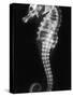 An X-Ray of a Seahorse, Showing its Skeleton-null-Stretched Canvas