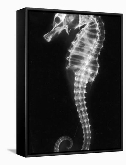 An X-Ray of a Seahorse, Showing its Skeleton-null-Framed Stretched Canvas