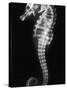 An X-Ray of a Seahorse, Showing its Skeleton-null-Stretched Canvas