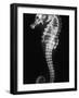 An X-Ray of a Seahorse, Showing its Skeleton-null-Framed Photographic Print