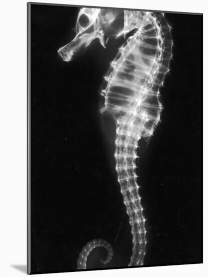 An X-Ray of a Seahorse, Showing its Skeleton-null-Mounted Photographic Print