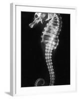 An X-Ray of a Seahorse, Showing its Skeleton-null-Framed Photographic Print