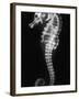 An X-Ray of a Seahorse, Showing its Skeleton-null-Framed Photographic Print