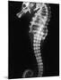 An X-Ray of a Seahorse, Showing its Skeleton-null-Mounted Photographic Print