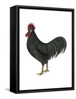 Anacona (Gallus Gallus Domesticus), Rooster, Poultry, Birds-Encyclopaedia Britannica-Framed Stretched Canvas