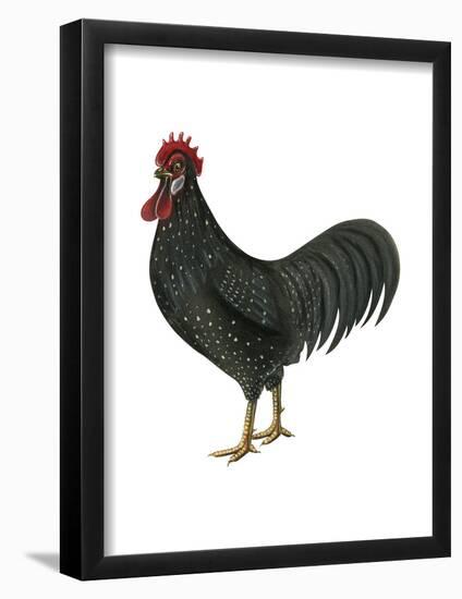 Anacona (Gallus Gallus Domesticus), Rooster, Poultry, Birds-Encyclopaedia Britannica-Framed Poster