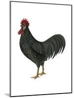 Anacona (Gallus Gallus Domesticus), Rooster, Poultry, Birds-Encyclopaedia Britannica-Mounted Poster