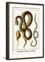 Anaconda, Mouse, Rat Snake-Albertus Seba-Framed Art Print