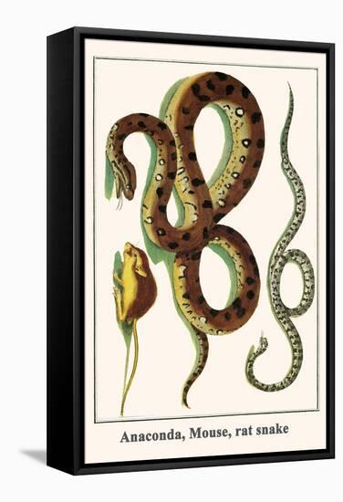 Anaconda, Mouse, Rat Snake-Albertus Seba-Framed Stretched Canvas