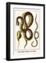 Anaconda, Mouse, Rat Snake-Albertus Seba-Framed Art Print