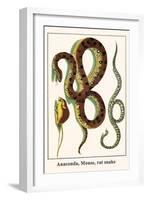 Anaconda, Mouse, Rat Snake-Albertus Seba-Framed Art Print