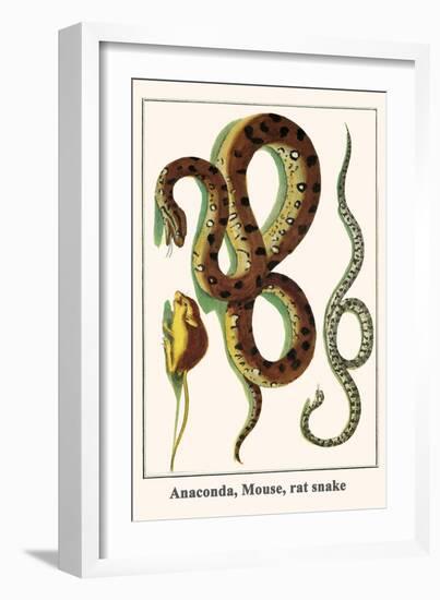 Anaconda, Mouse, Rat Snake-Albertus Seba-Framed Art Print