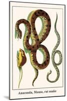 Anaconda, Mouse, Rat Snake-Albertus Seba-Mounted Art Print