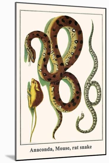 Anaconda, Mouse, Rat Snake-Albertus Seba-Mounted Art Print