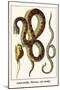 Anaconda, Mouse, Rat Snake-Albertus Seba-Mounted Art Print