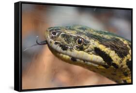 Anaconda-tome213-Framed Stretched Canvas