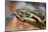 Anaconda-tome213-Mounted Premium Photographic Print