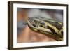 Anaconda-tome213-Framed Photographic Print