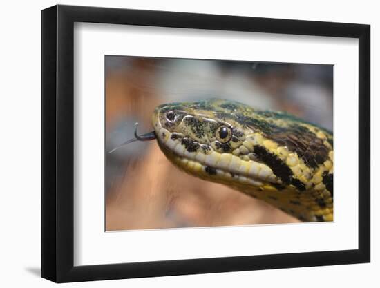 Anaconda-tome213-Framed Photographic Print