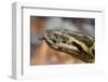 Anaconda-tome213-Framed Photographic Print