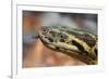 Anaconda-tome213-Framed Photographic Print