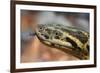 Anaconda-tome213-Framed Photographic Print