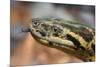 Anaconda-tome213-Mounted Photographic Print