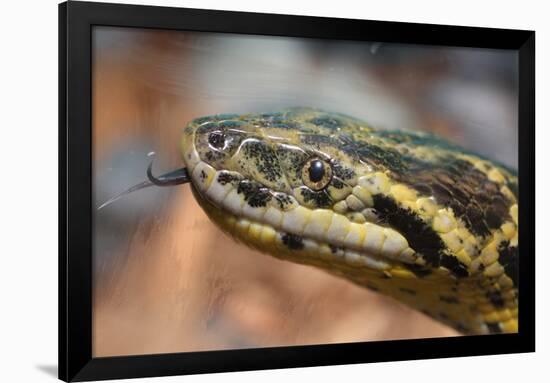 Anaconda-tome213-Framed Photographic Print